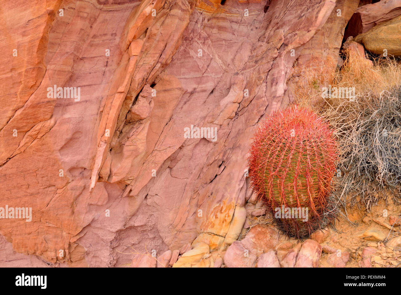 Weathered red rock formations and Barrel Cactus (Ferocactus acanthodes), Valley of Fire State Park, Nevada, USA Stock Photo