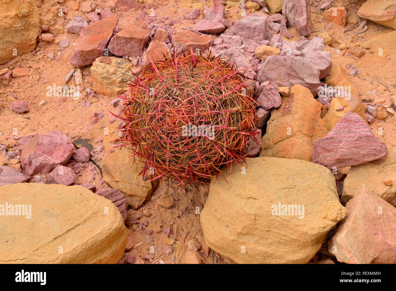 Weathered red rock formations and Barrel Cactus (Ferocactus acanthodes), Valley of Fire State Park, Nevada, USA Stock Photo