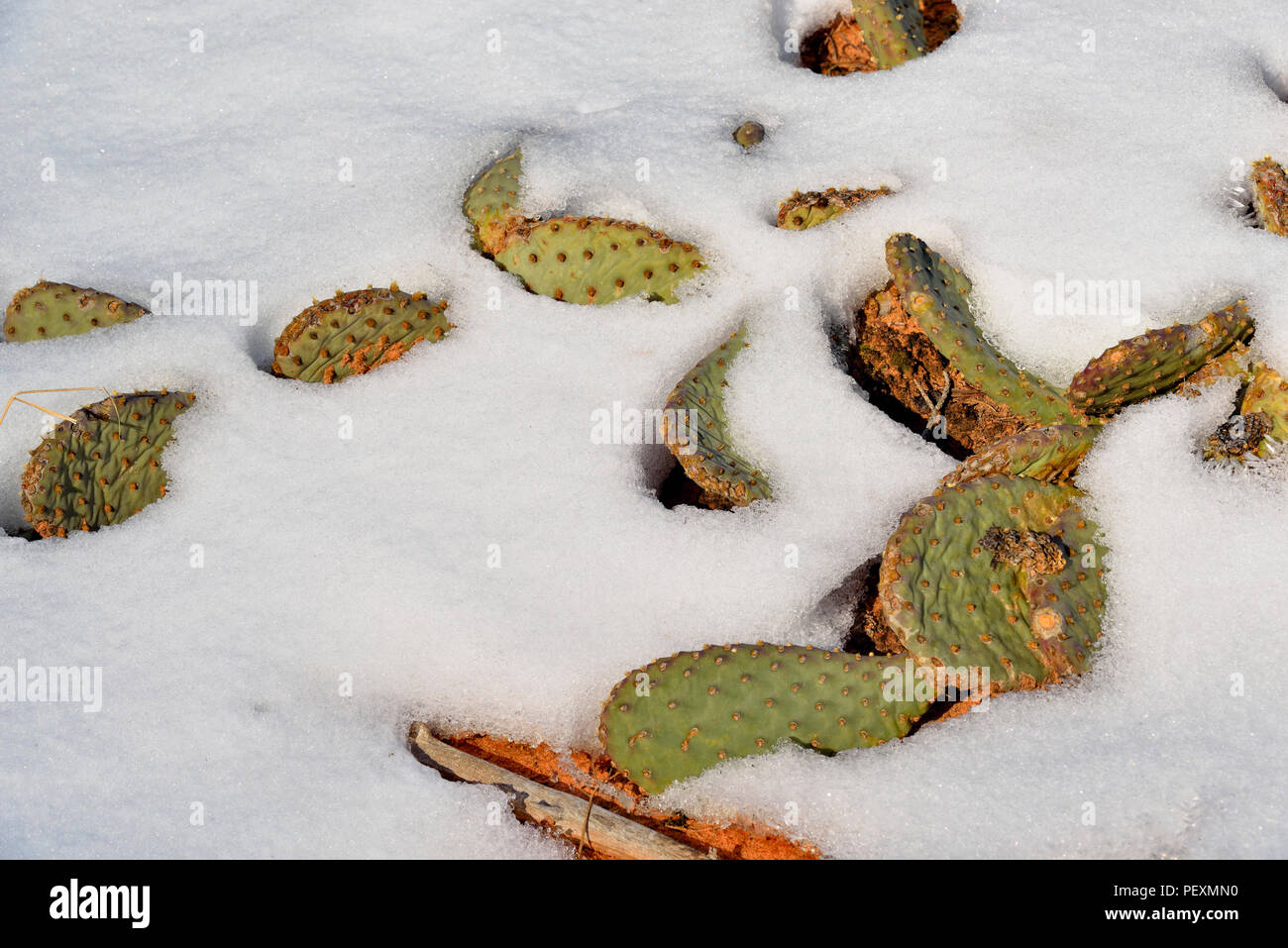 Prickly Pear (Opuntia spp) cactus pads in the snow, Zion National Park
