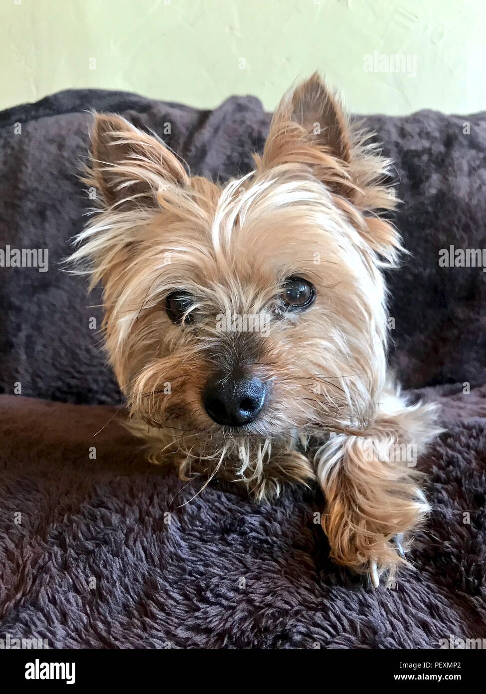 Senior Yorkie sitting on a brown blanket on a couch Stock Photo