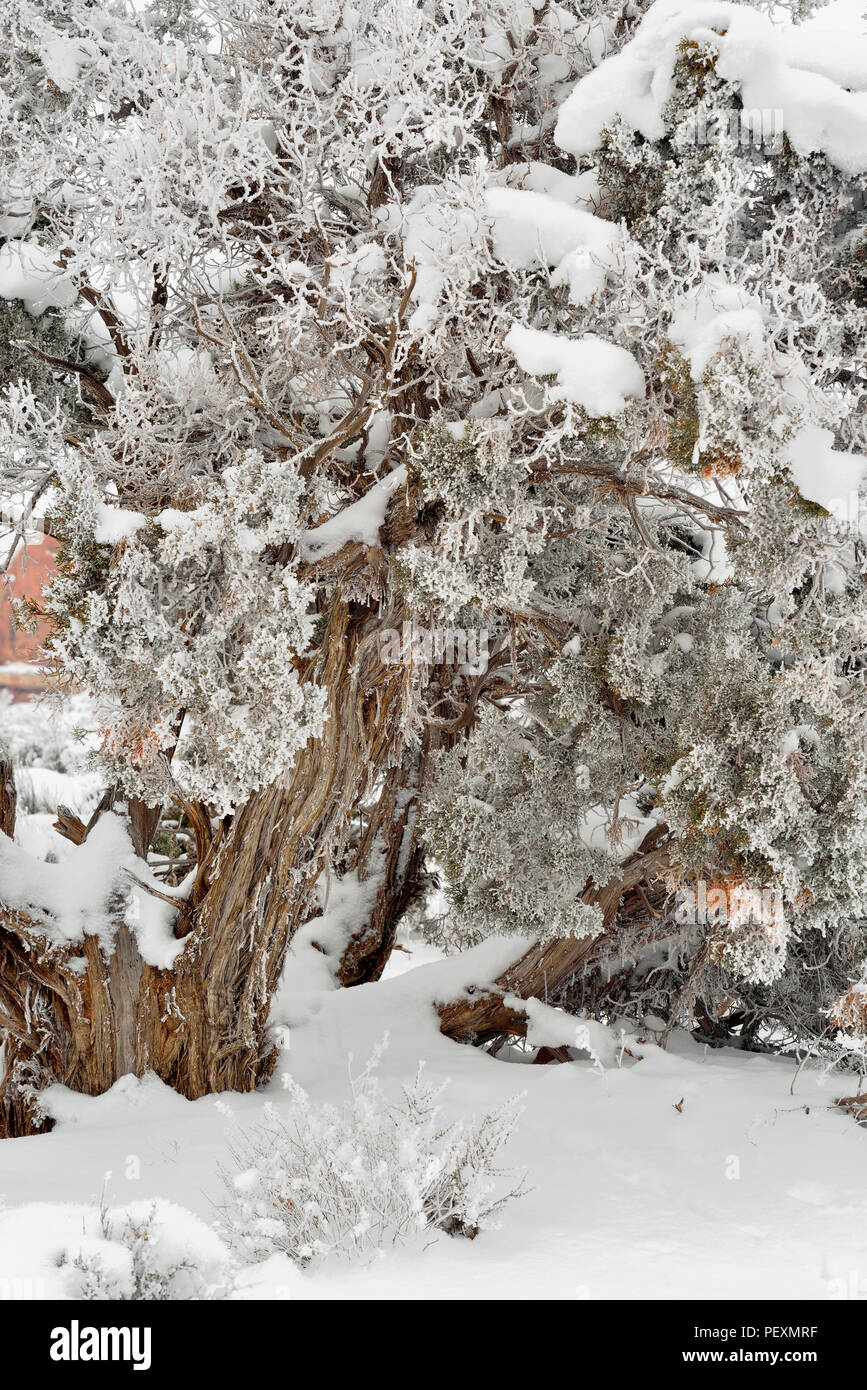 Frosted juniper trees in winter, Arches National Park, Utah, USA Stock