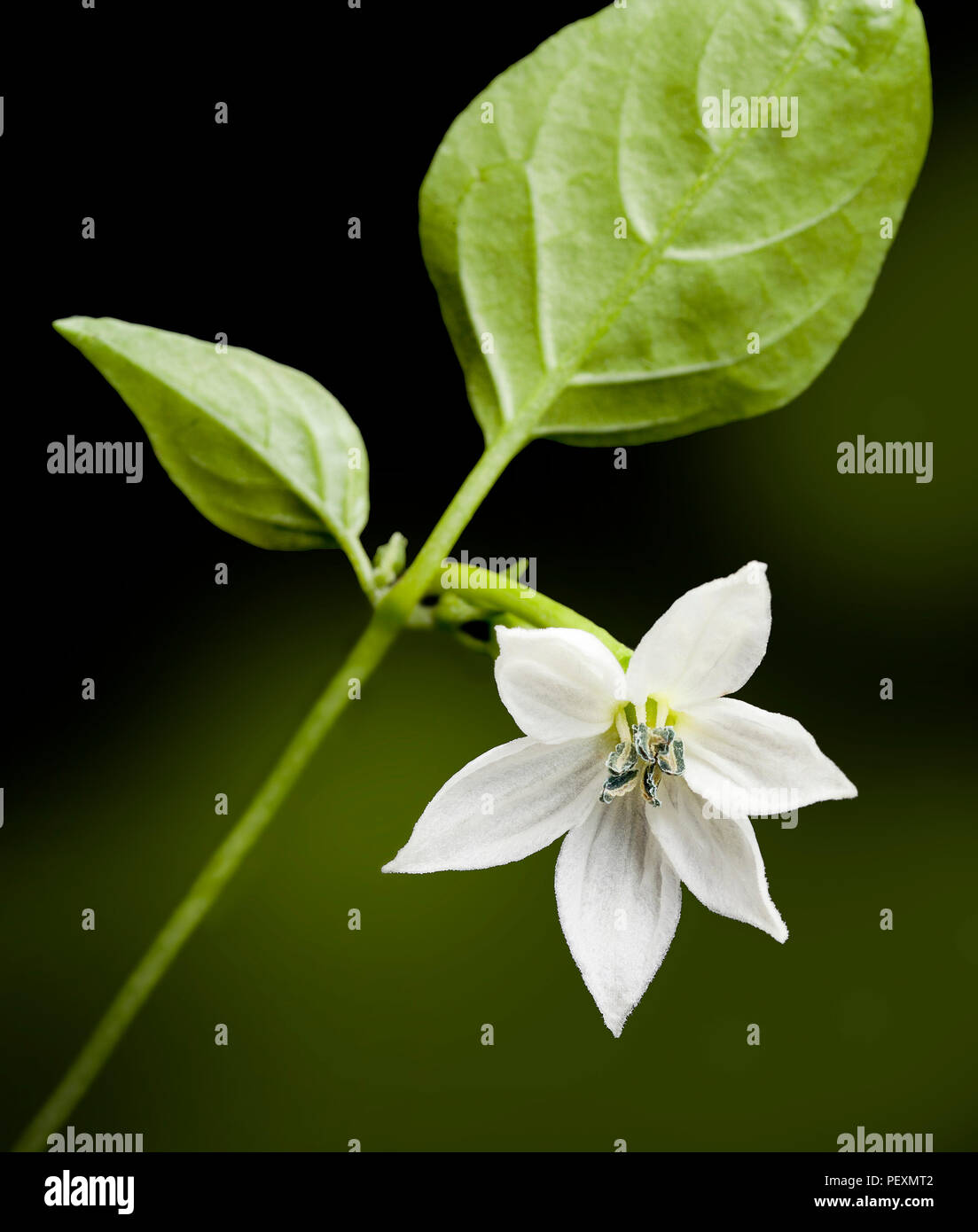 Chilli flower hi-res stock photography and images - Alamy
