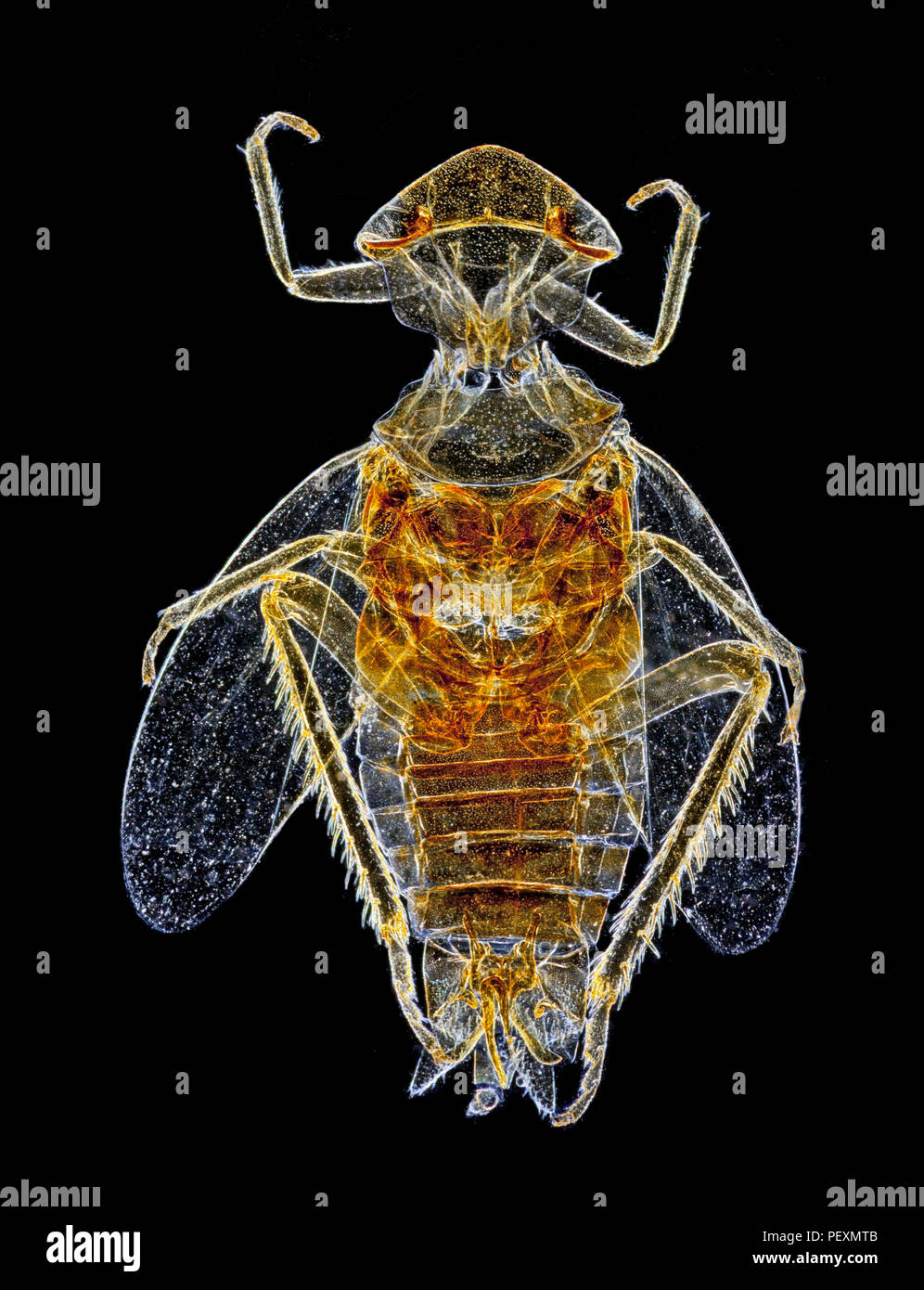 Cicada darkfield photomicrograph, dorsal view Stock Photo