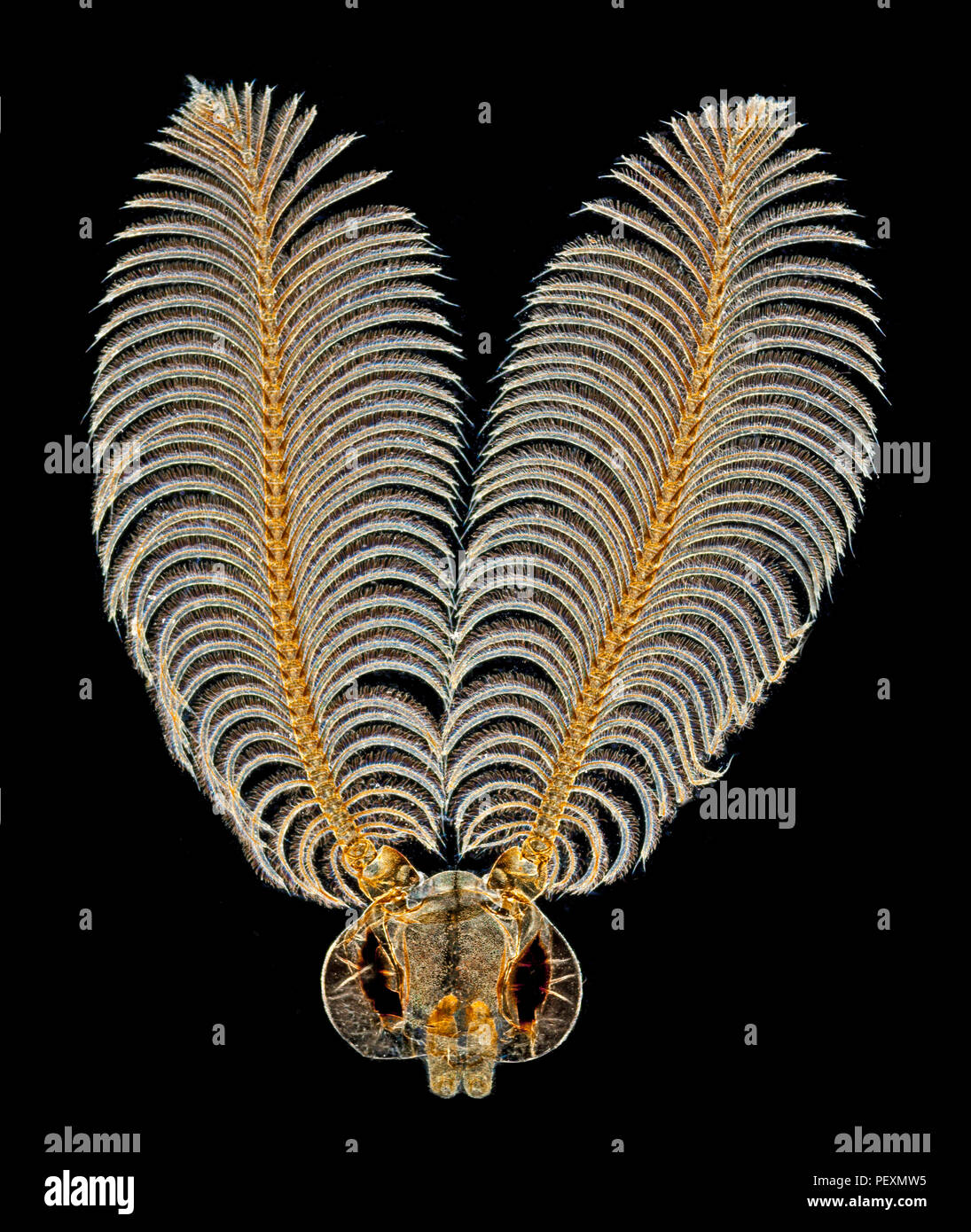 Head & antennae of adult male North American gypsy moth, Lymantria dispar dispar, darkfield illumination Stock Photo
