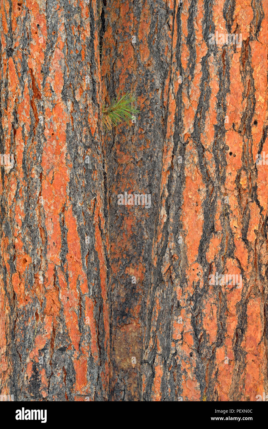 Ponderosa Pine (Pinus ponderosa) Bark, Grand Canyon National Park ...