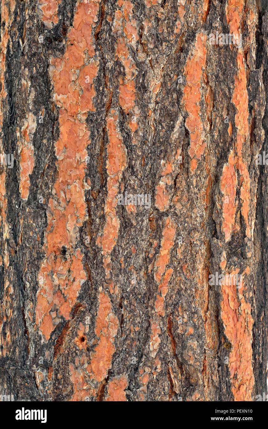 Ponderosa Pine (Pinus ponderosa) Bark, Grand Canyon National Park, Arizona, USA Stock Photo