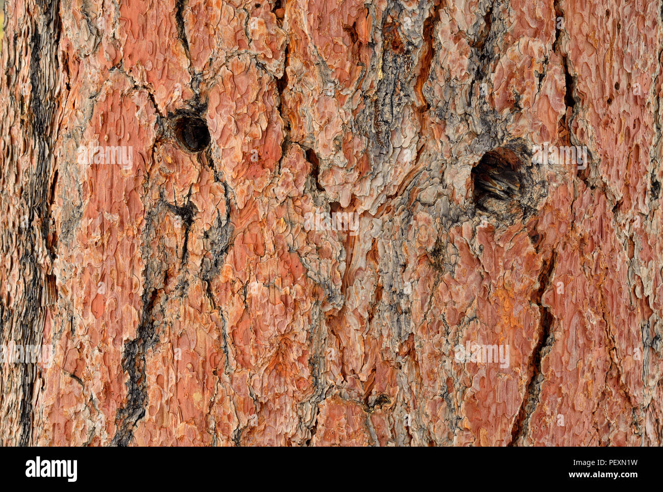 Ponderosa pine pinus ponderosa close up hi-res stock photography and ...