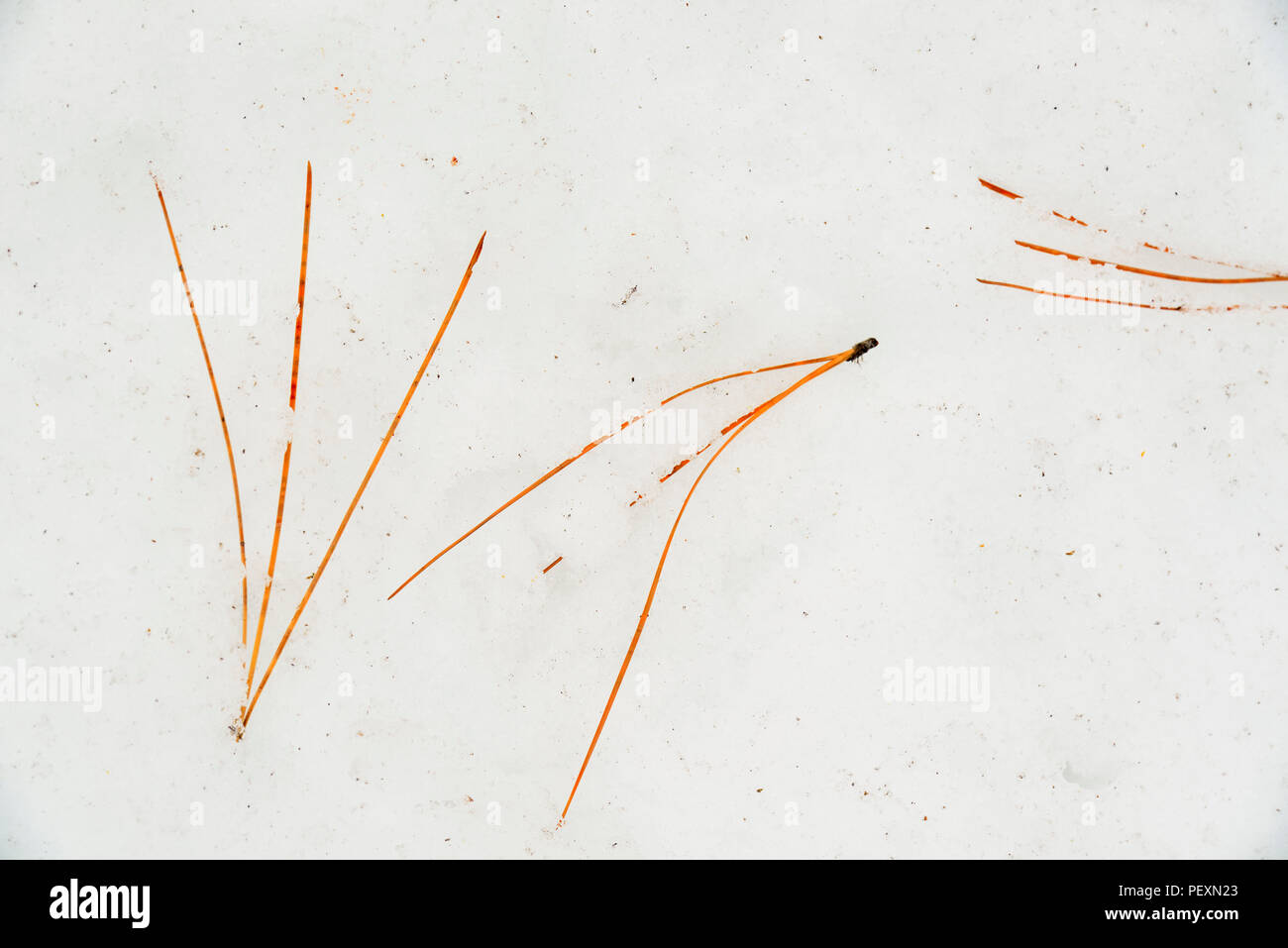 Ponderosa Pine (Pinus ponderosa) needles fallen on snow in winter, Grand Canyon National Park, Arizona, USA Stock Photo