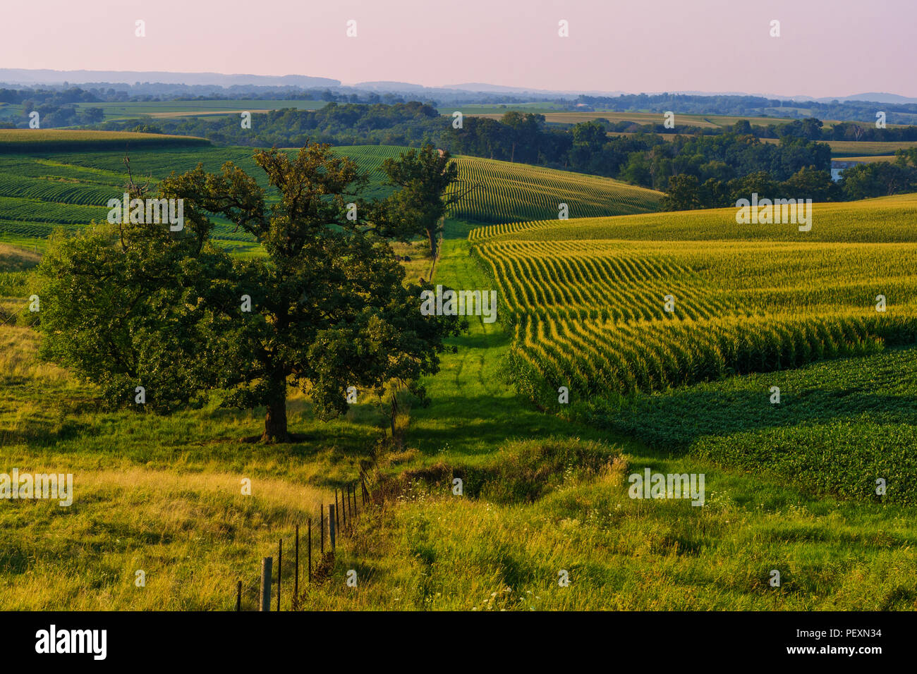 Gorgeous mid-western summer evening over a field of corn. Stock Photo