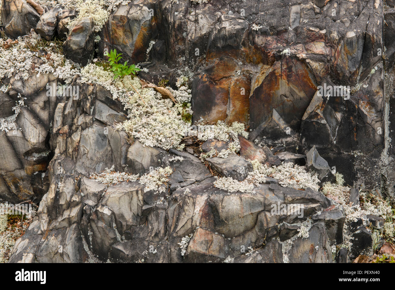 Woolly foam lichen (Stereocaulon tomentosum), Greater Sudbury, Ontario, Canada Stock Photo