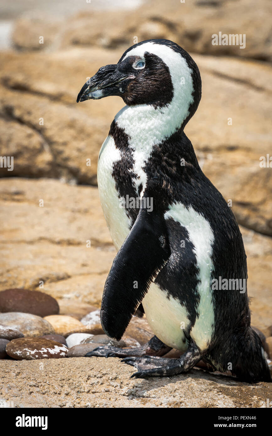 Tiny Humboldt Penguin standing on rocks of a zoo exhibit. Stock Photo