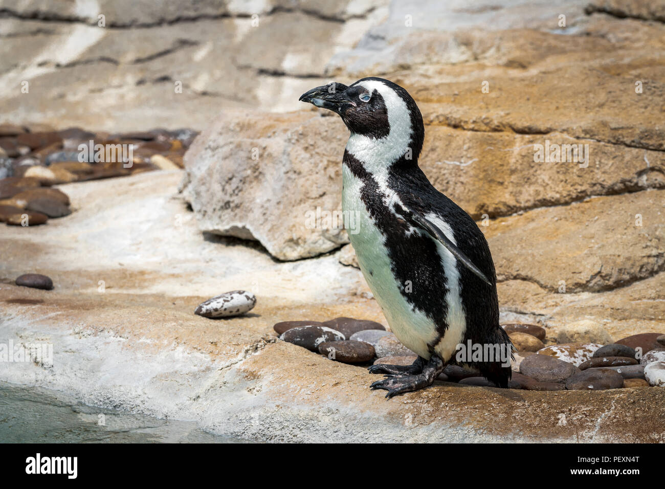 Tiny Humboldt Penguin standing on rocks of a zoo exhibit. Stock Photo