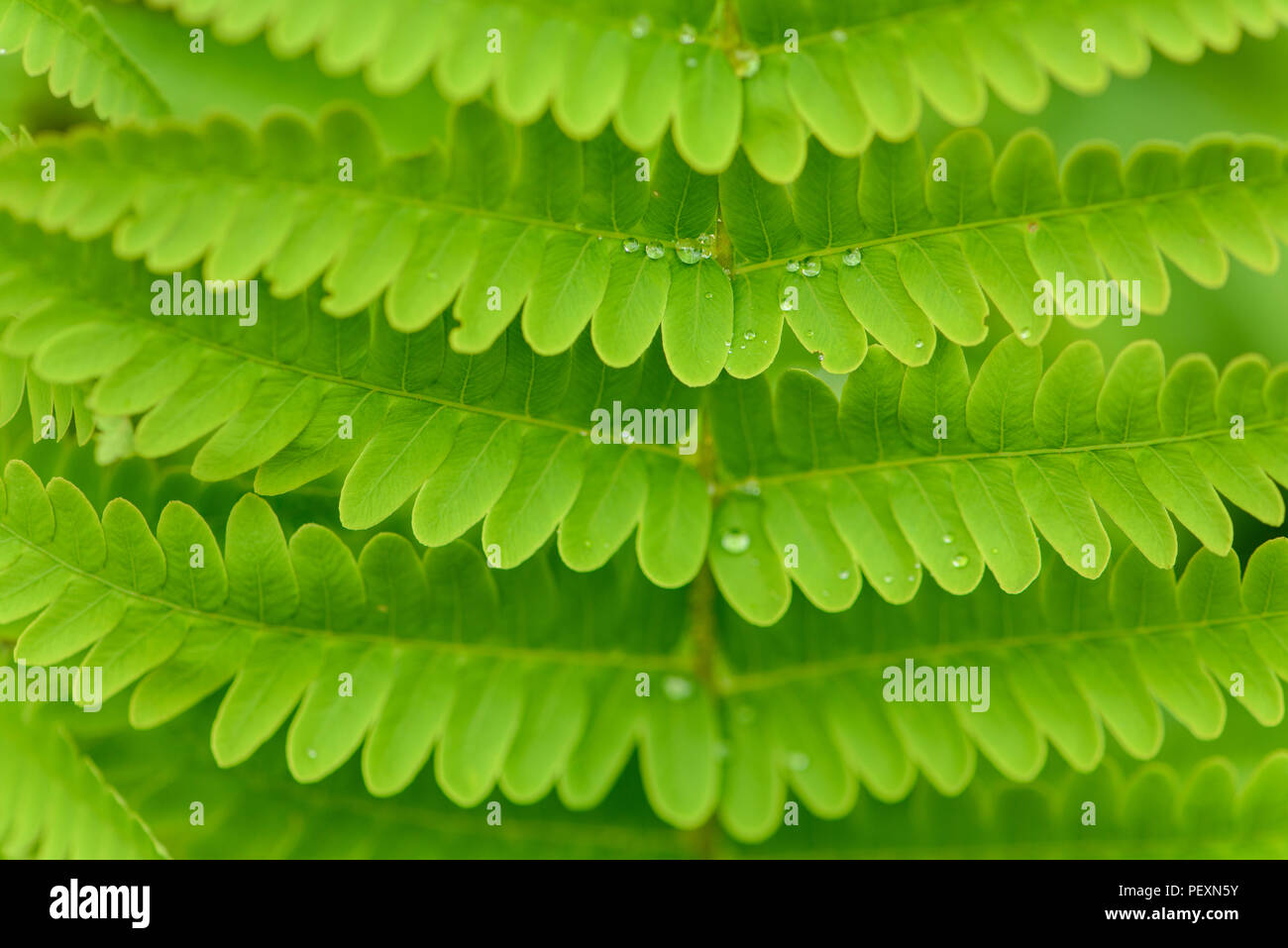 Interrupted Fern (Osmunda claytoniana) Fronds with rain drops, Greater Sudbury, Ontario, Canada Stock Photo