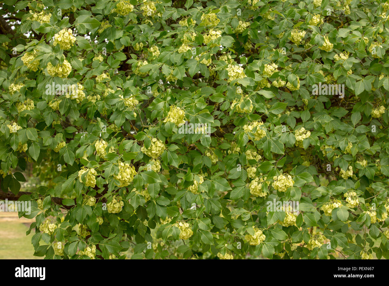 Hoptree, Ptelea trifoliata with dense green clusters winged fruits, UK