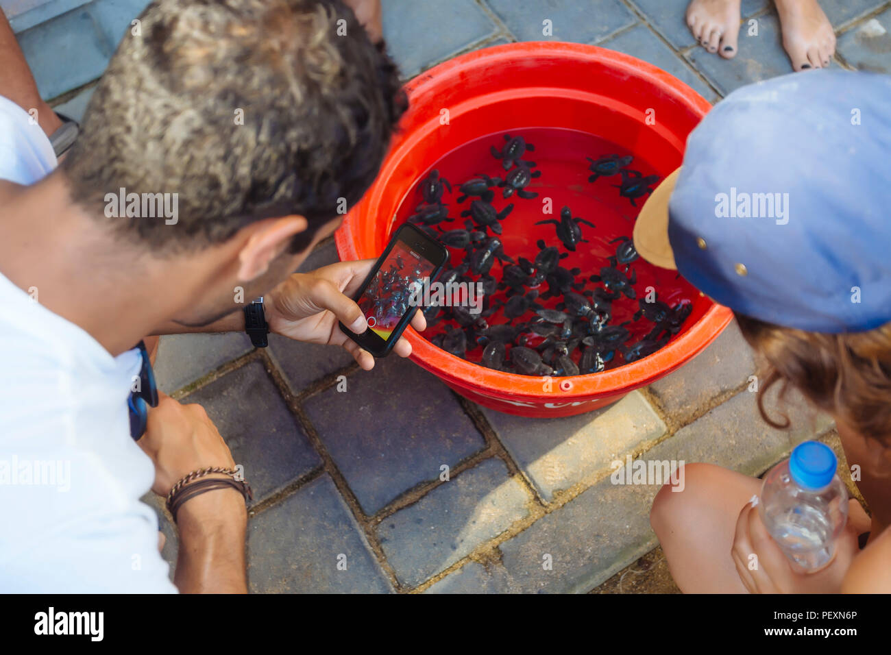 Tourist photographing baby turtles in bowl with smartphone, Kuta, Bali, Indonesia Stock Photo