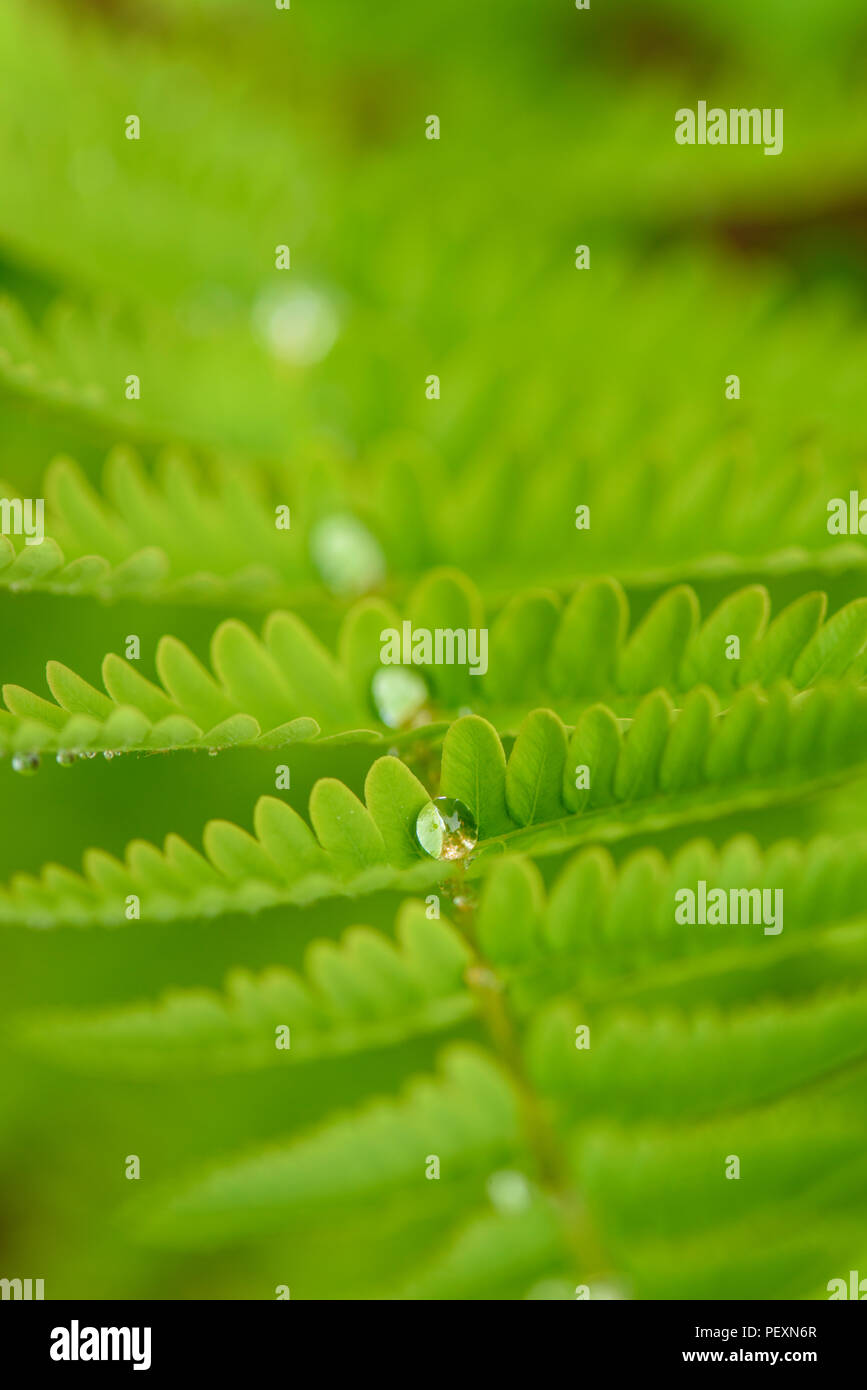 Interrupted Fern (Osmunda claytoniana) Fronds with rain drops, Greater Sudbury, Ontario, Canada Stock Photo