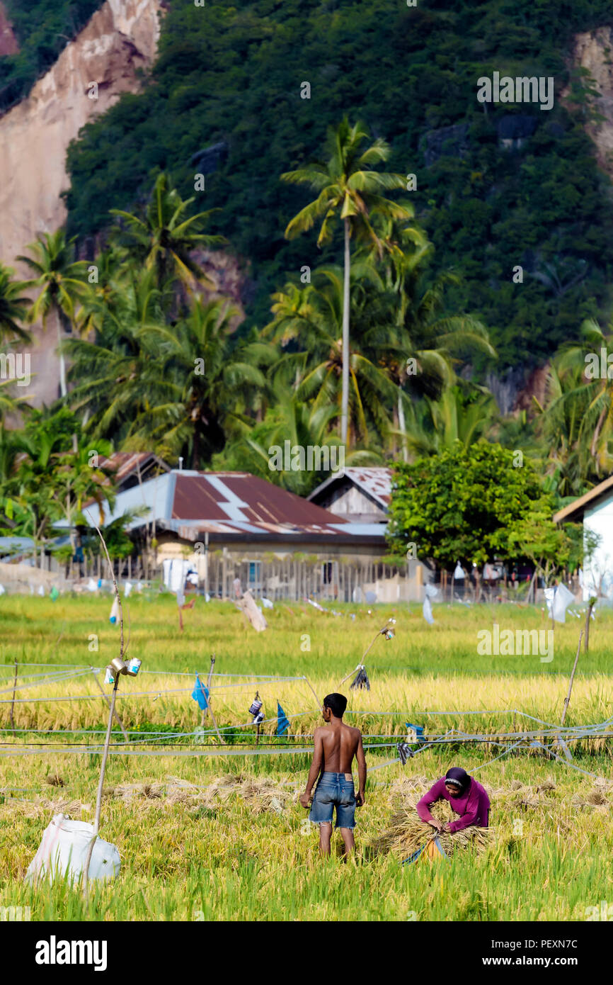 People working in rice field, Banda Aceh, Sumatra, Indonesia Stock Photo