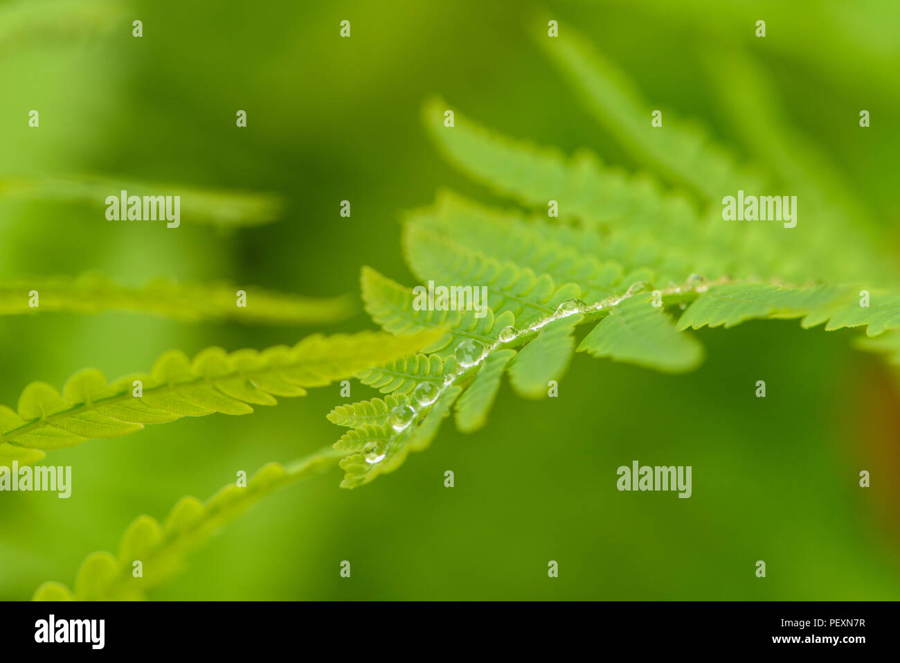 Interrupted Fern (Osmunda claytoniana) Fronds with rain drops, Greater Sudbury, Ontario, Canada Stock Photo