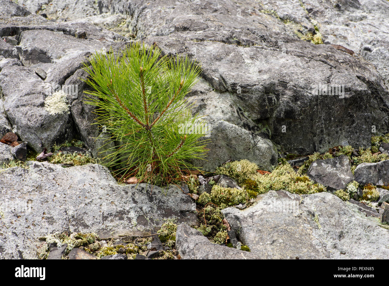 Red pine (Pinus resinosa) seedling, Greater Sudbury, Ontario, Canada Stock Photo