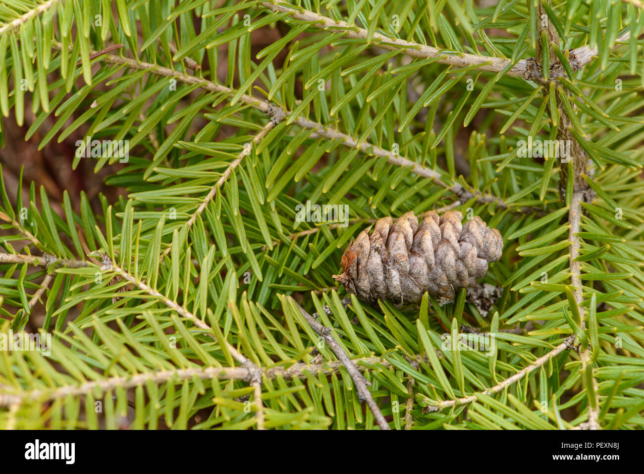 Balsam fir (Abies balsamea) Needles and cone, Greater Sudbury, Ontario, Canada Stock Photo