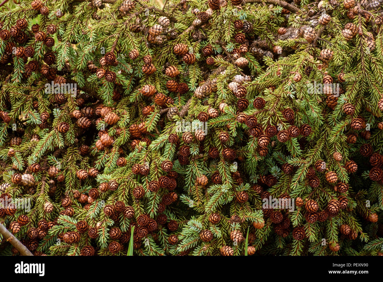 Fallen fir tree with cones, Greater Sudbury, Ontario, Canada Stock Photo