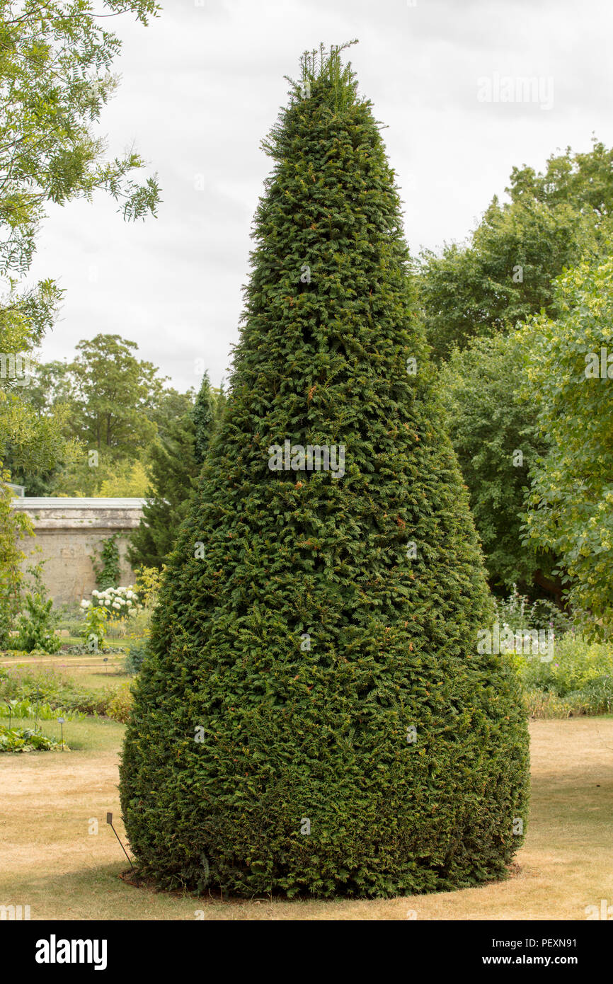Yew Topiary Taxus Baccata High Resolution Stock Photography and Images