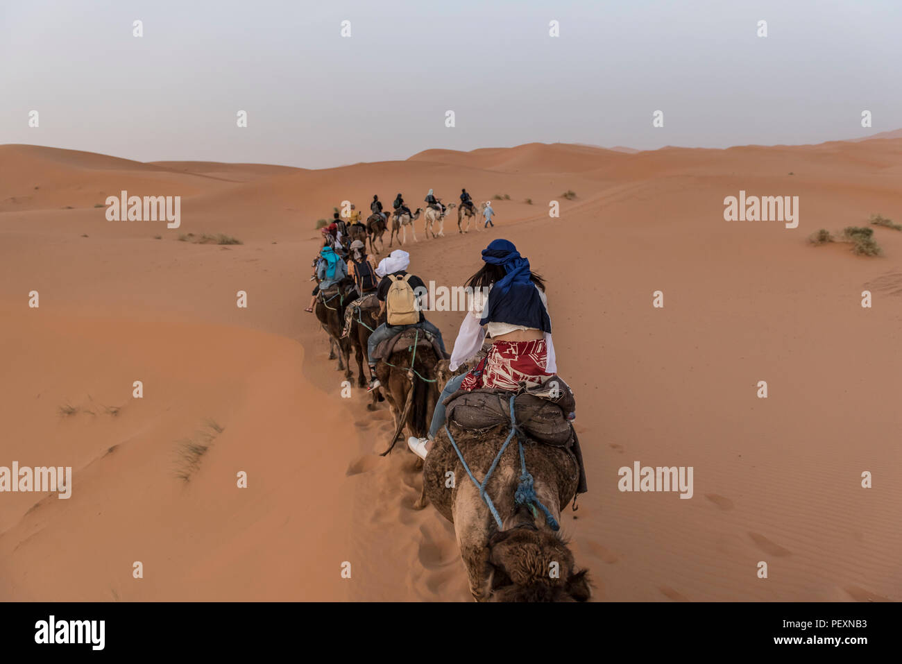 Tourists riding camels in Sahara Desert, Merzouga, Morocco Stock Photo