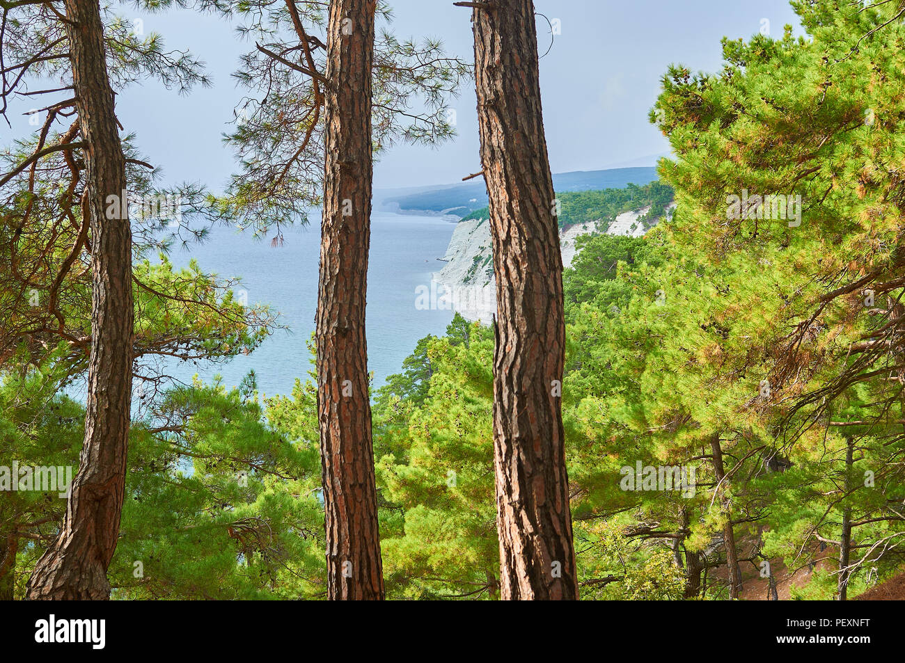 A breathtaking view from the relic pine forest (Pinus brutia, Turkish pine) on the expanses of the Black Sea. Stock Photo