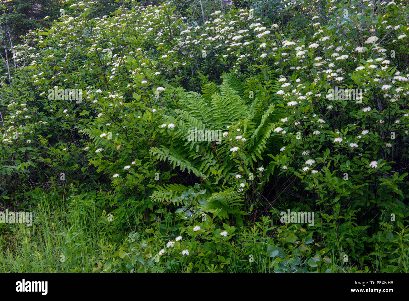 Flowering northern wild raisin (Viburnum cassinoides) and Interrupted fern (Osmunda claytoniana), Greater Sudbury, Ontario, Canada Stock Photo