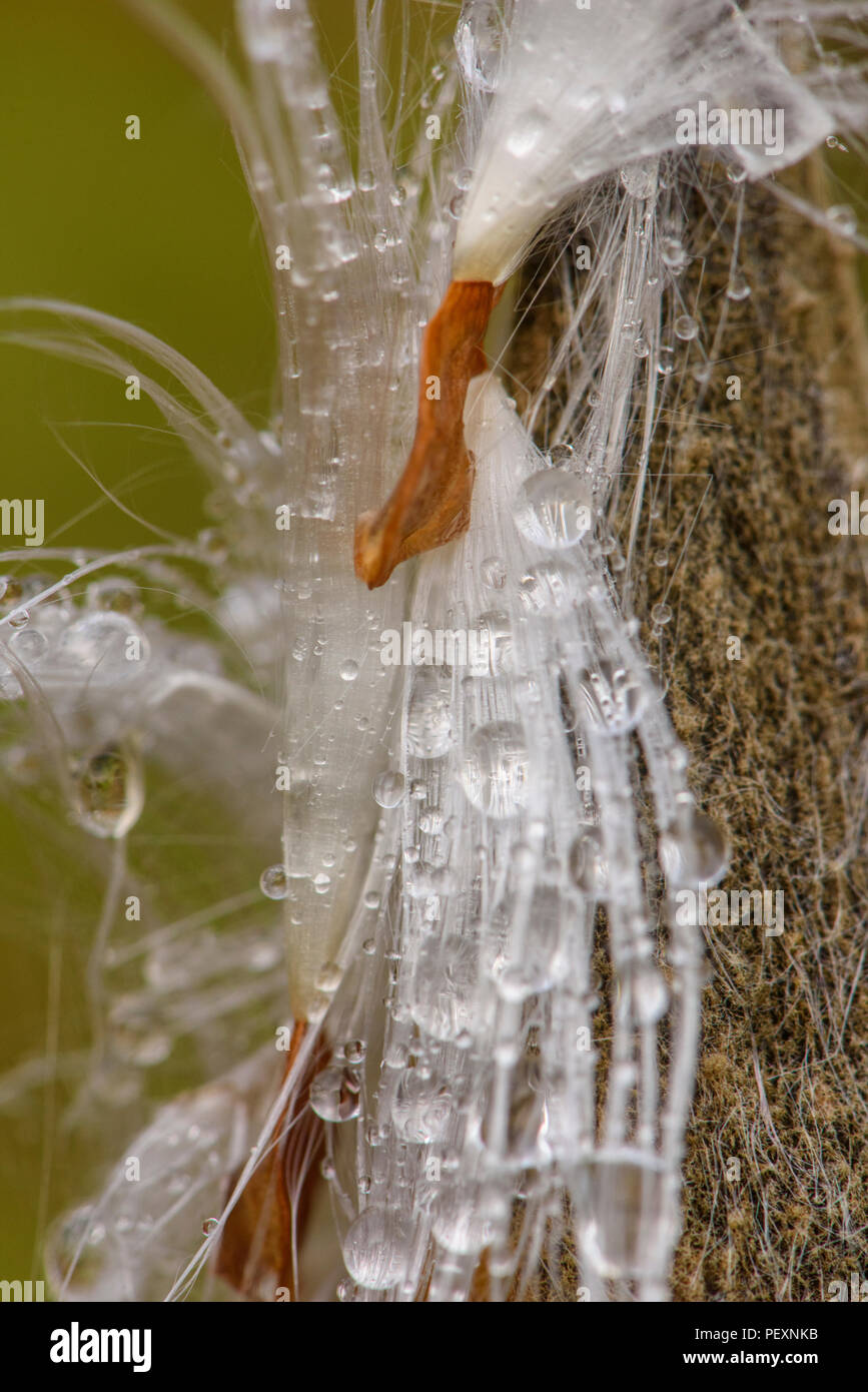Common milkweed (Asclepias syriaca) Raindrops on seeds and bursting