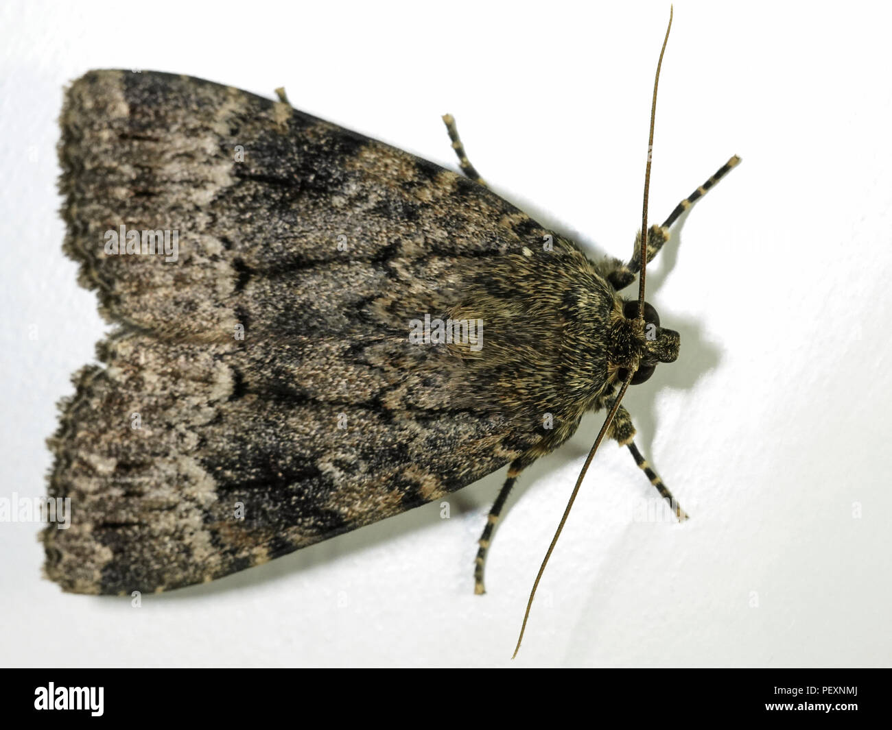 Macro photo of the Svensson's copper underwing moth Stock Photo