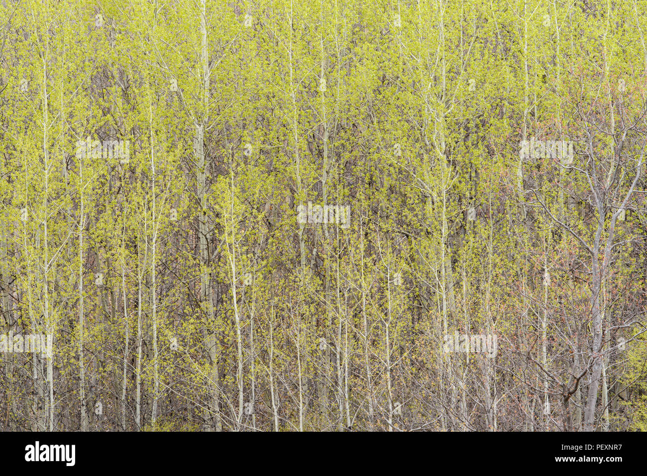 Looking up tall aspen trees hi-res stock photography and images - Alamy
