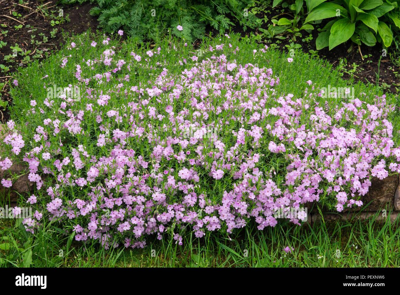 Gardens summer borders perennials hi-res stock photography and images ...