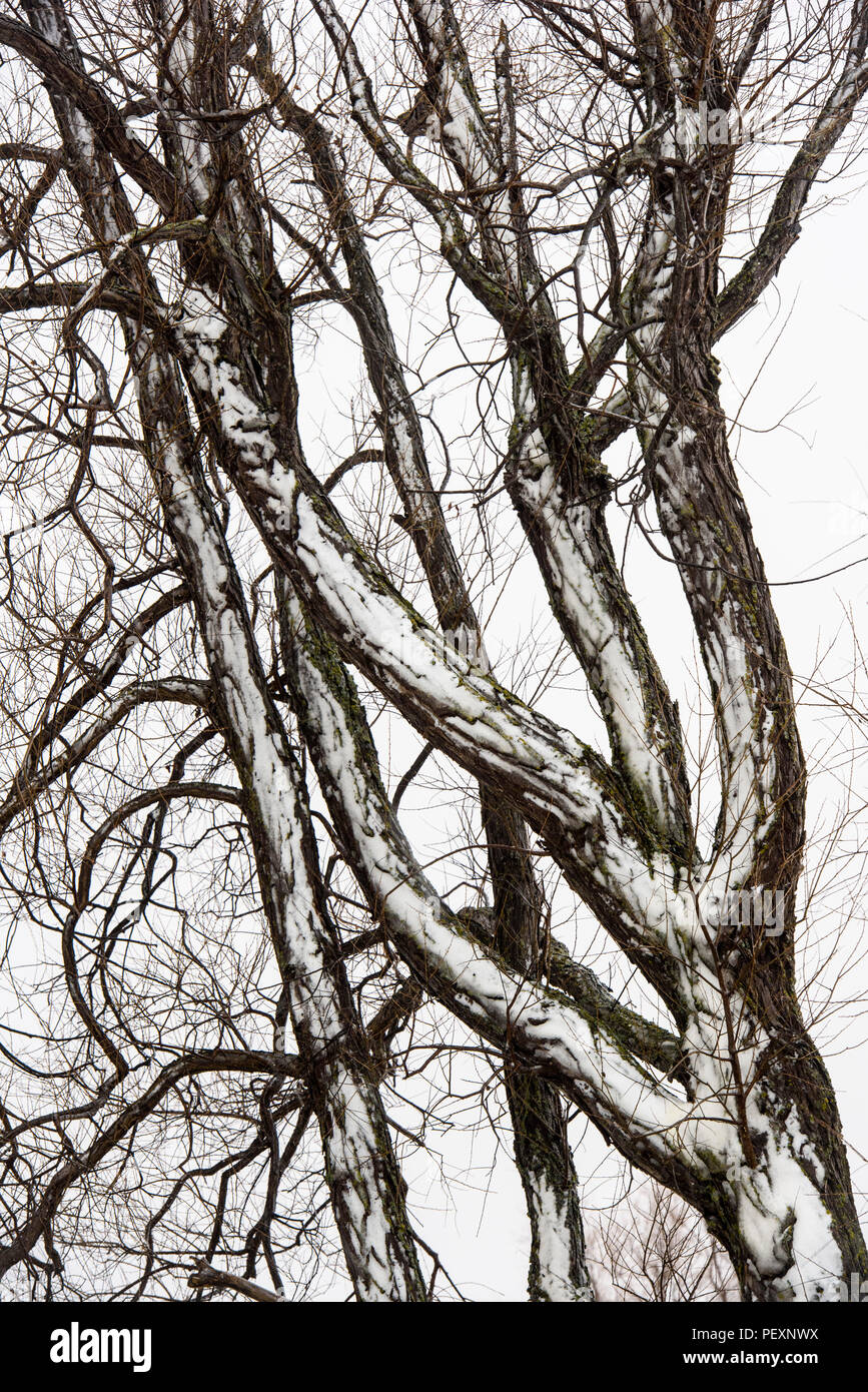 Snow coated tree trunks, Oak Hammock Marsh, Stonewall, Manitoba, Canada Stock Photo