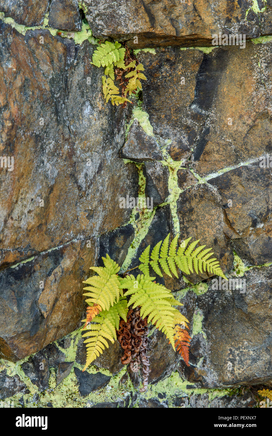 Autumn ferns in a rock cut, Greater Sudbury, Ontario, Canada Stock Photo