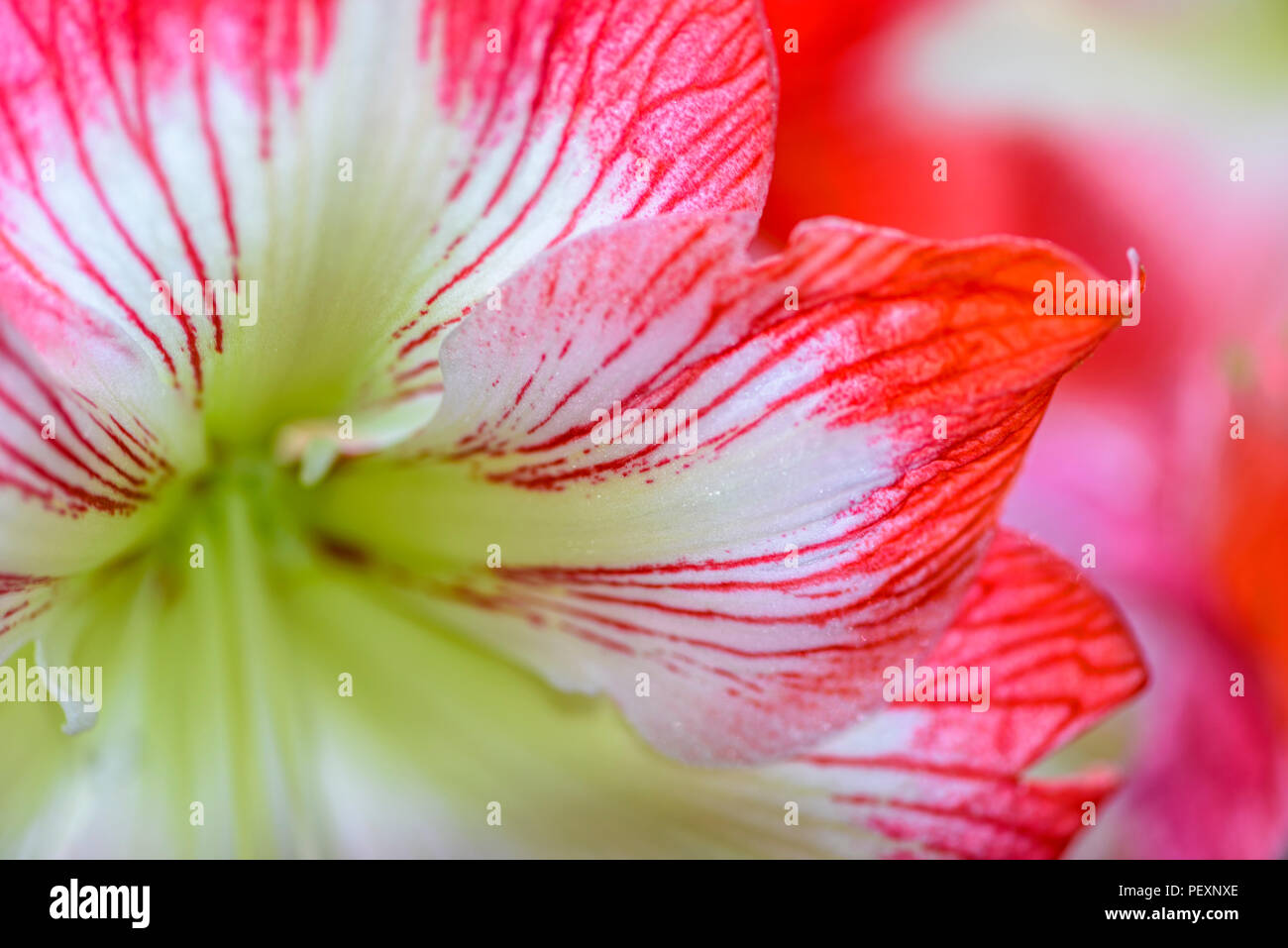 Amaryllis flower petals, Greater Sudbury, Ontario, Canada Stock Photo