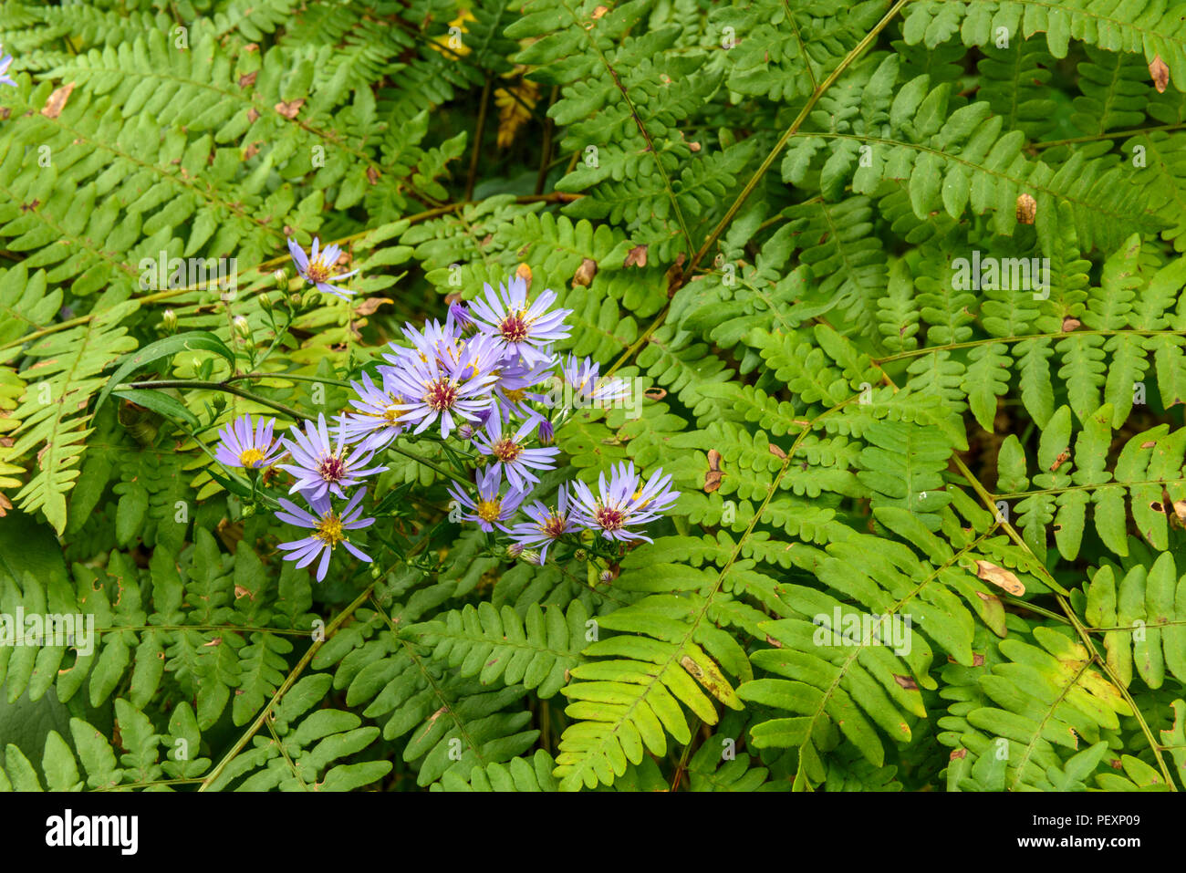 Flowering Purple-stemmed Aster (Symphyotrichum puniceum) and bracken fern fronds, Greater Sudbury, Ontario, Canada Stock Photo