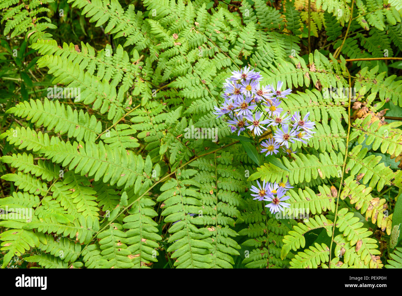 Flowering Purple-stemmed Aster (Symphyotrichum puniceum) and bracken fern fronds, Greater Sudbury, Ontario, Canada Stock Photo