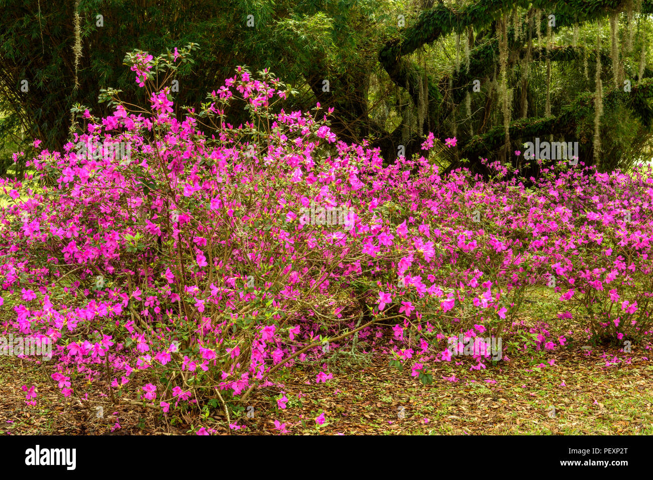 Tropical Flowering Shrubs High Resolution Stock Photography and Images