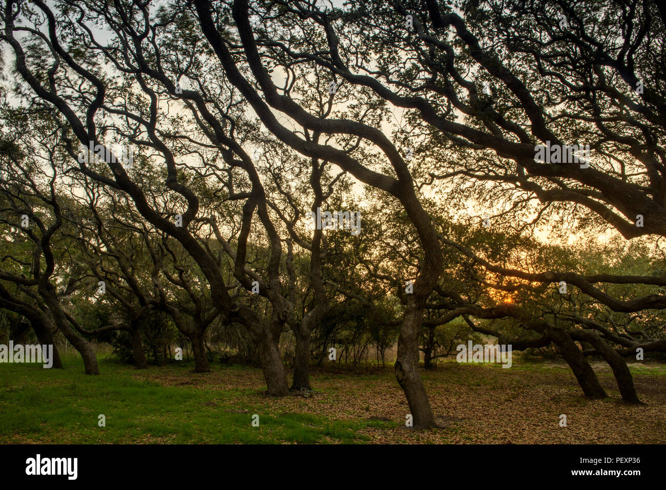 Southern live oak, Quercus virginiana, at dawn, Goose Island State Park