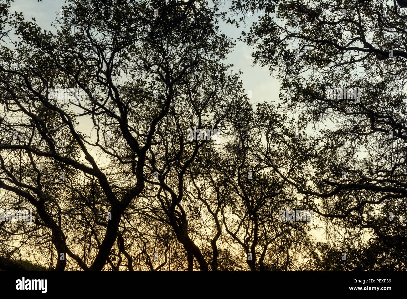 Southern live oak, Quercus virginiana, at dawn, Goose Island State Park