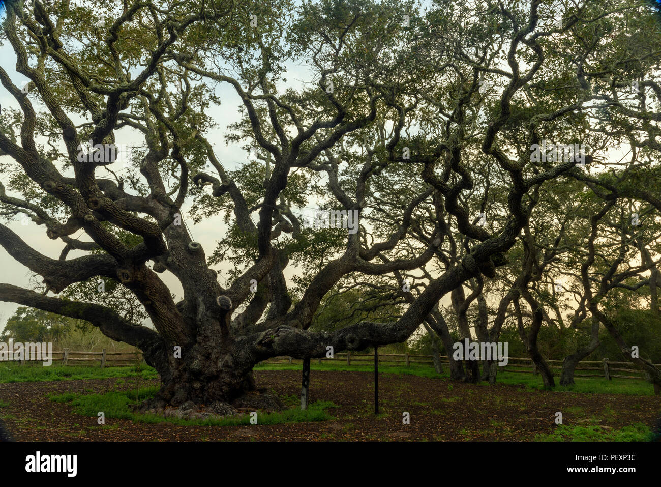 Southern live oak, Quercus virginiana, at dawn, Goose Island State Park