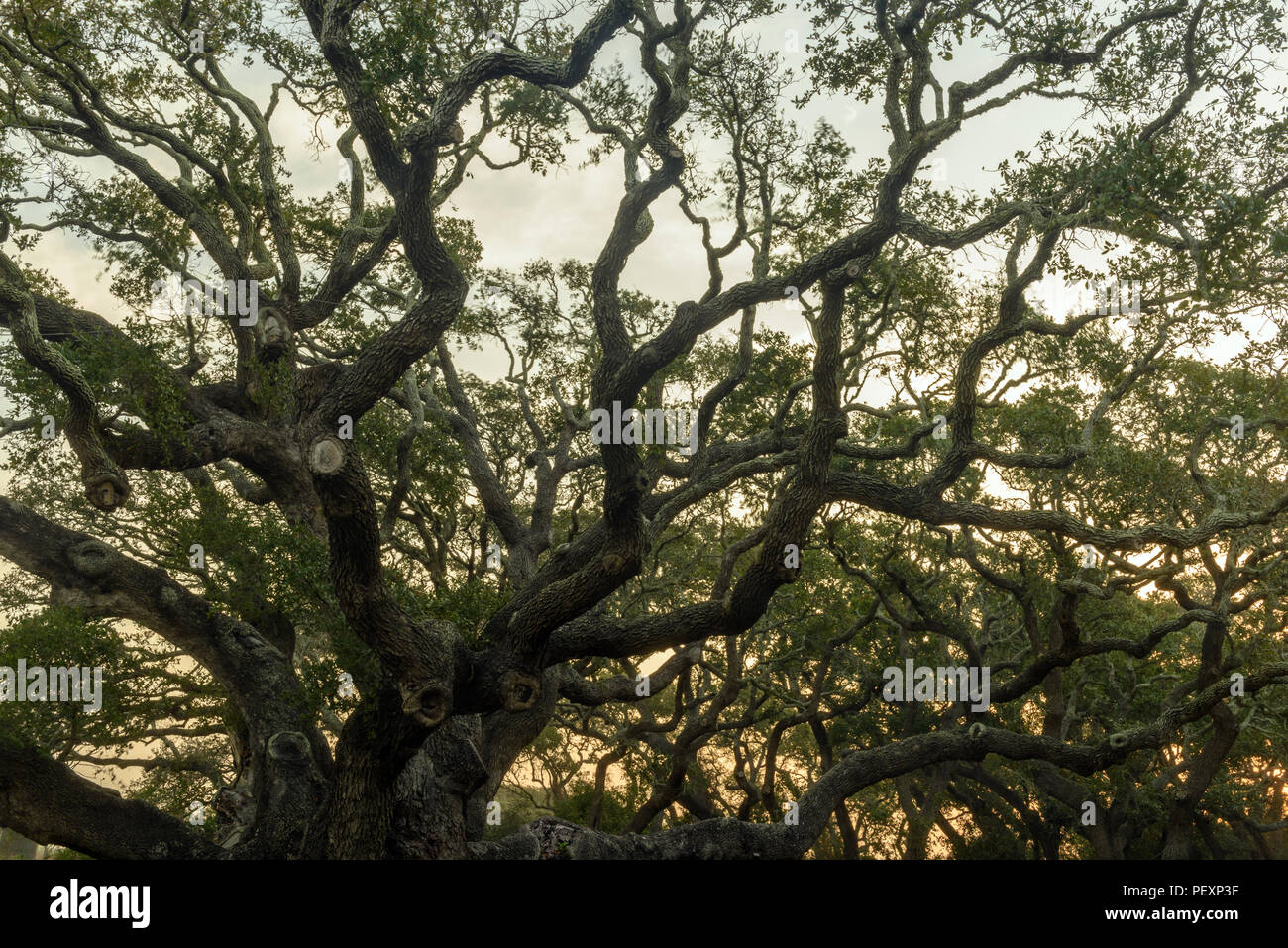 Southern live oak, Quercus virginiana, at dawn, Goose Island State Park