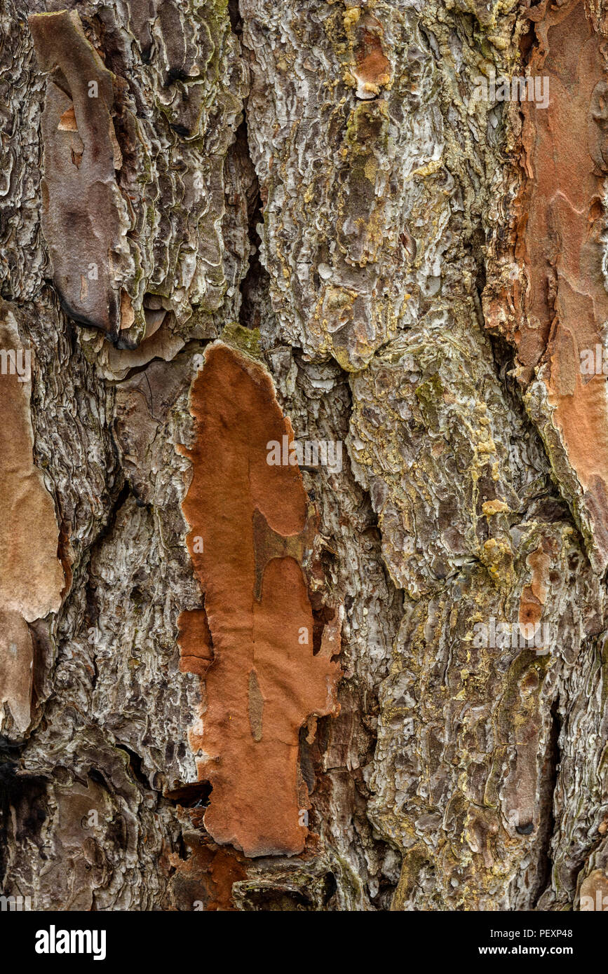 Loblolly Pine (Pinus taeda) bark, Big Branch NWR, Lacombe, Louisiana, USA Stock Photo