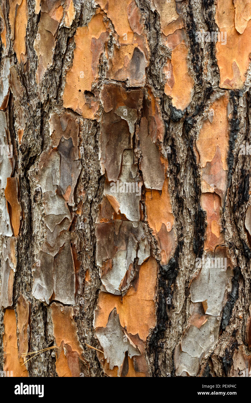 Loblolly Pine (Pinus taeda) bark, Big Branch NWR, Lacombe, Louisiana, USA Stock Photo