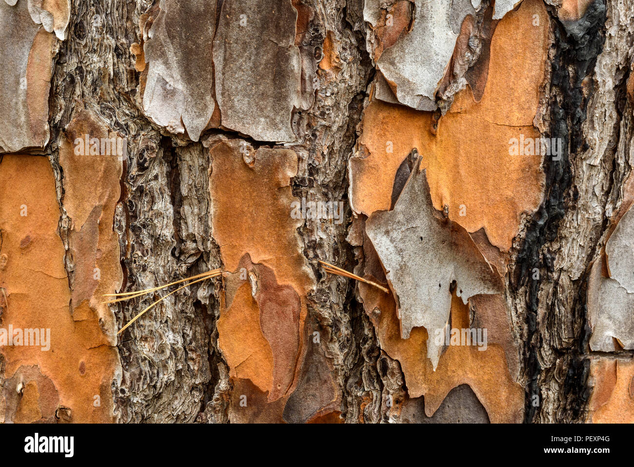 Loblolly Pine (Pinus taeda) bark, Big Branch NWR, Lacombe, Louisiana, USA Stock Photo