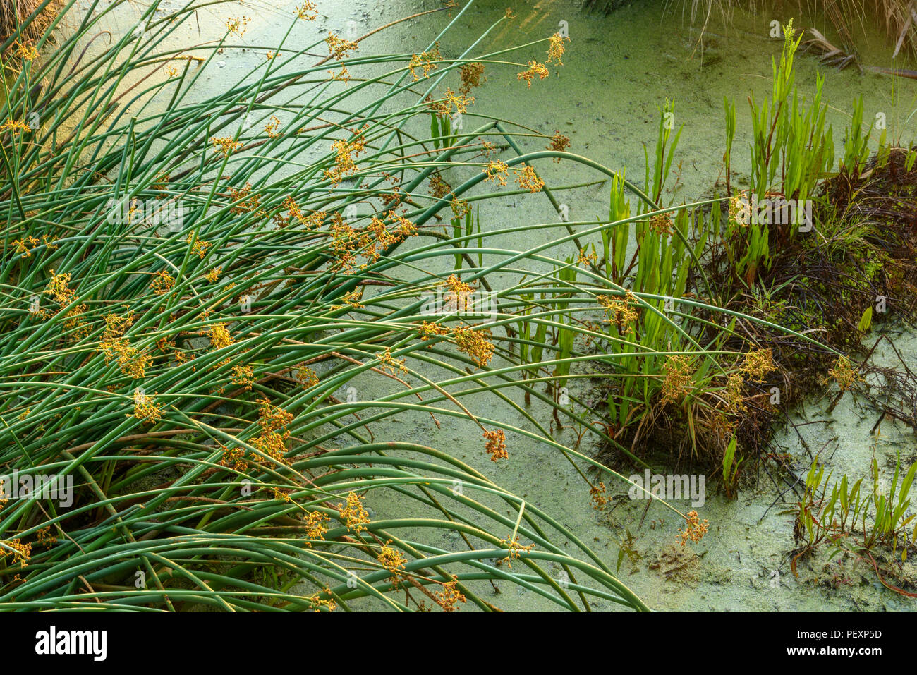 Aquatic sedges, St. Marks NWR, Florida, USA Stock Photo