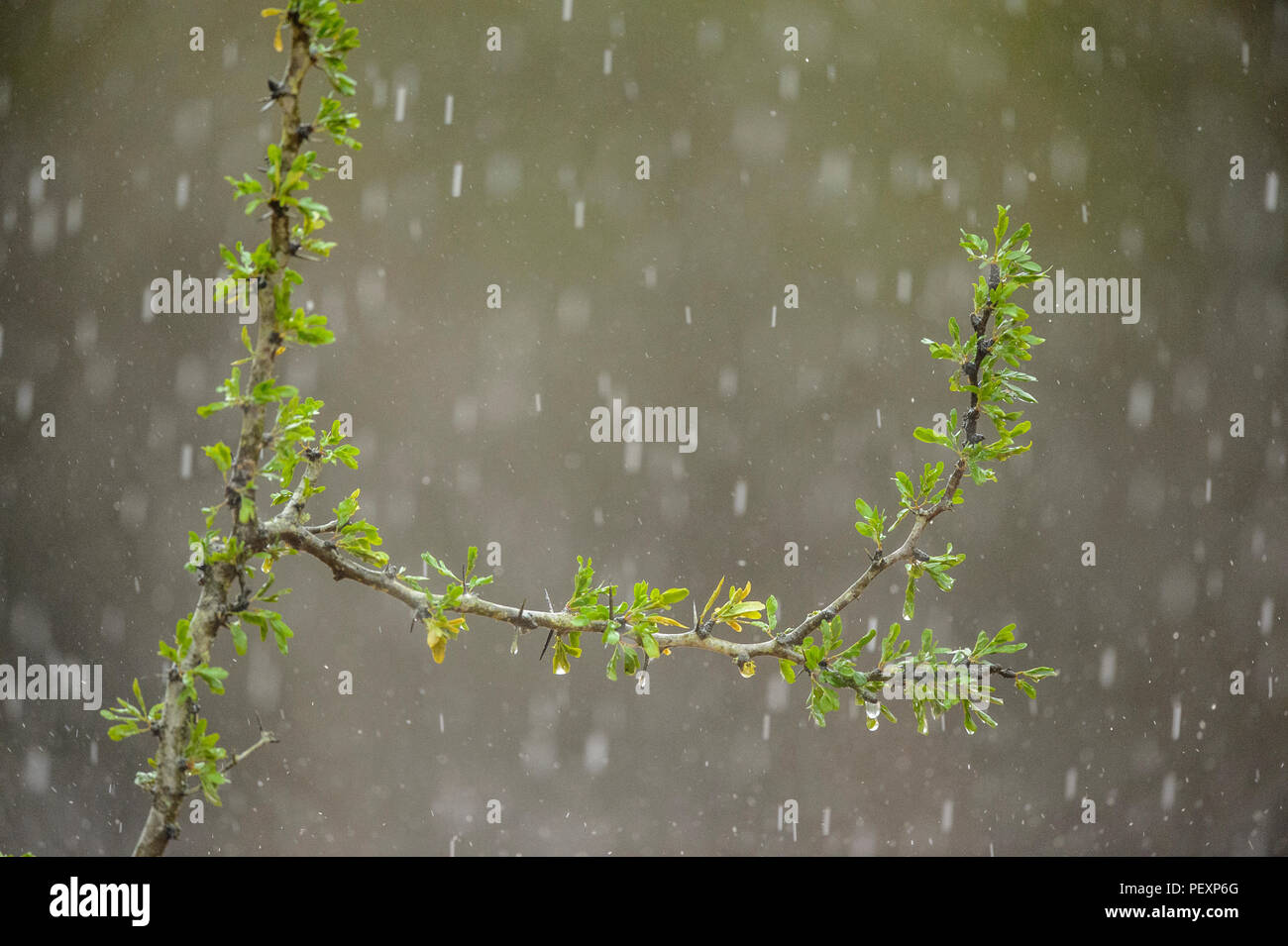 Texas Black Brush (Vachellia rigidula) in rainstorm, Santa Clara Ranch, Starr County, Texas, USA Stock Photo