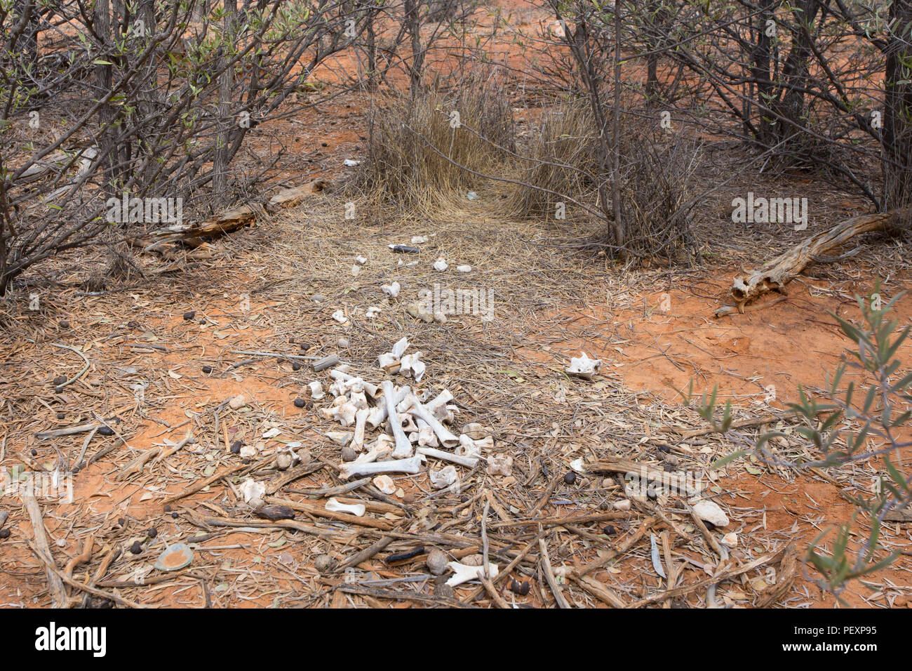 Decorated bower of a Spotted Bowerbird (Chlamydera maculata) Stock Photo