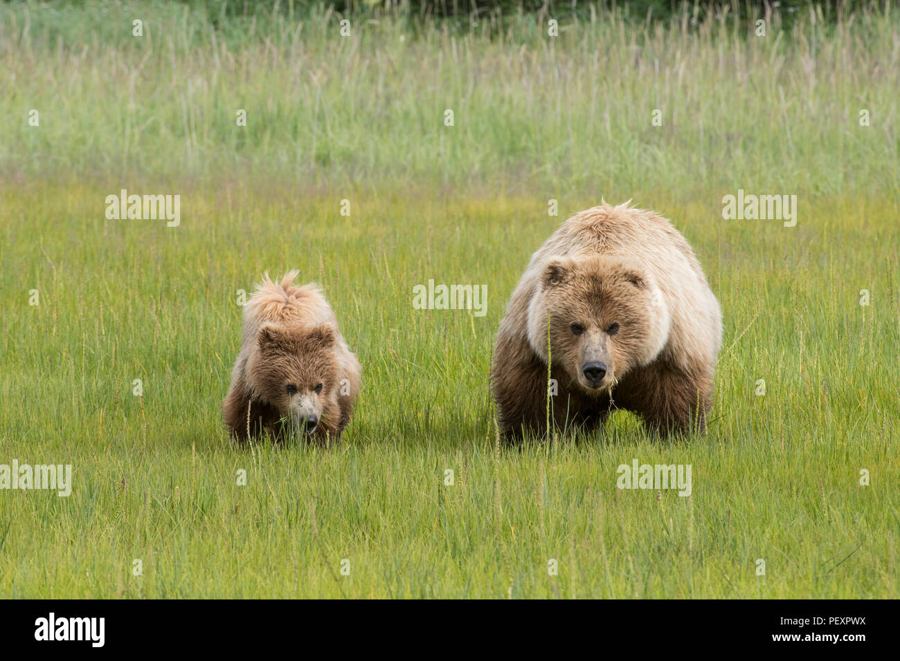 Alaskan coastal brown bear, Alaska Stock Photo - Alamy